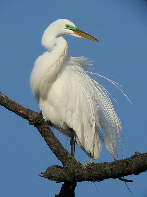 Great Egret